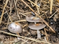 Bolbitius_coprophilus.jpg