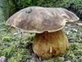 Boletus_aereus.jpg