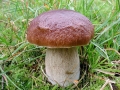 Boletus_edulis.jpg