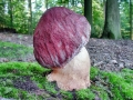 Boletus_pinophilus.jpg