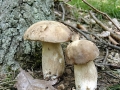 Boletus_reticulatus.jpg