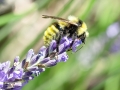 Bombus campestris