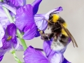 Bombus_hortorum.jpg