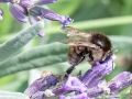 Bombus_humilis.jpg