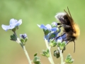 Bombus hypnorum