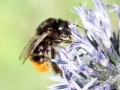 Bombus lapidarius