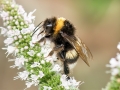 Bombus_lucorum_Weibchen.jpg