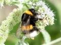 Bombus_magnus_cryptarum.jpg