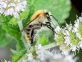Bombus_pascuorum.jpg
