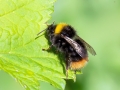 Bombus pratorum