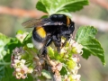 Bombus_terrestris_Jungkoenigin.jpg