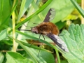 Bombylius_major.jpg
