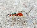Bootanomyia stigmatizans