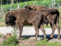 Bos bonasus