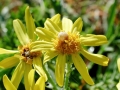 Botanophila seneciella