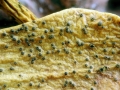 Botryosphaeria_visci.jpg
