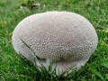 Bovistella utriformis