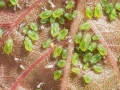 Brachycaudus_amygdalinus.jpg