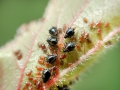 Brachycaudus persicae