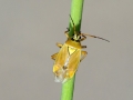 Brachycoleus pilicornis