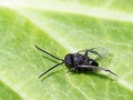 Brachygaster_minuta.jpg