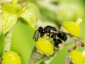 Brachymeria tibialis