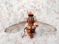 Brachyopa_testacea.jpg