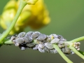 Brevicoryne_brassicae.jpg