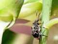 Bruchus_affinis.jpg