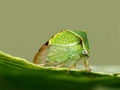 Stictocephala bisonia