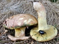 Butyriboletus_pseudoregius.jpg