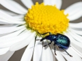 Byctiscus_betulae.jpg