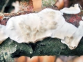 Byssomerulius_corium.jpg