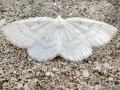 Cabera_exanthemata_Weibchen.jpg