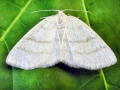 Cabera pusaria