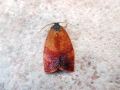 Cacoecimorpha_pronubana.jpg
