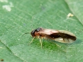 Caecilius_fuscopterus.jpg