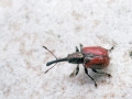 Caenorhinus_aequatus.jpg