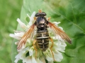 Caliprobola_speciosa.jpg