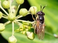 Callicera_aurata_Weibchen.jpg