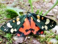 Callimorpha dominula