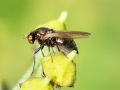 Calliopum simillimum