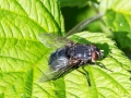 Calliphora vicina