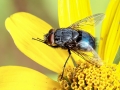 Calliphora_vomitoria_Maennchen.jpg