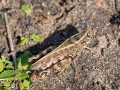Calliptamus italicus