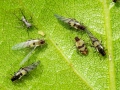 Callipterinella_tuberculata.jpg