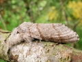Calliteara pudibunda