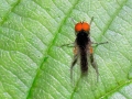 Callomyia_amoena_agg_Maennchen.jpg