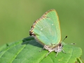 Callophrys rubi