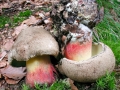 Caloboletus_calopus.jpg